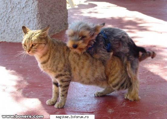 Cele mai tari poze - a incurcat rasa - FUN